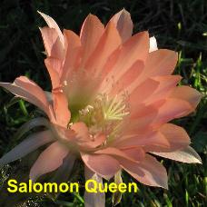 EP-H. Salomon Queen.4.1.jpg 